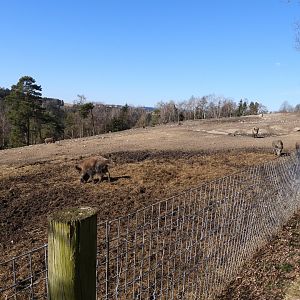 Tierpark Altenfelden - Exhibit for Wild boar