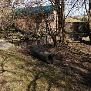 Tierpark Altenfelden - Asian small-clawed otter