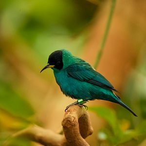 Green Honeycreeper