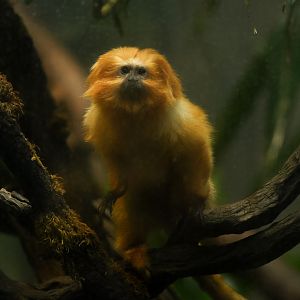 Golden Lion Tamarin