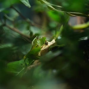 Solomon Island Leaf Frog