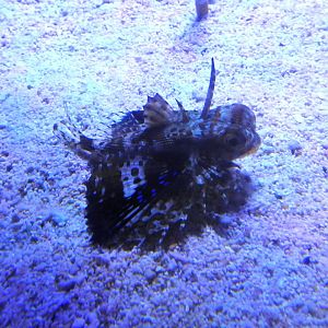 Dactyloptena orientalis