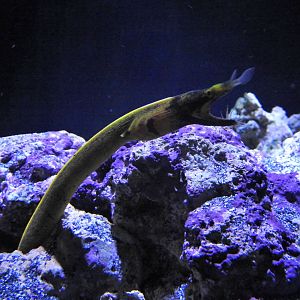 Rhinomuraena quaesita