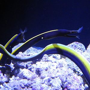 Rhinomuraena quaesita