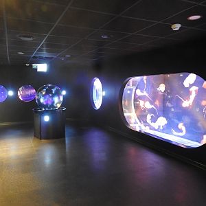 New area for Jellyfish