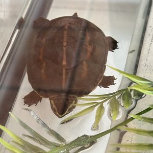 Turtle ID