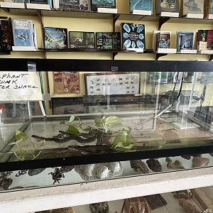 Nov. 2025 - Elephant Trunk Snake “Terrarium”