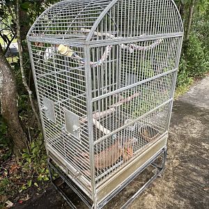 Nov. 2025 - Iguana Birdcage (very bizarre!)