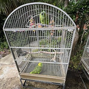 Nov. 2025 - Yellow-Naped Amazon Birdcage