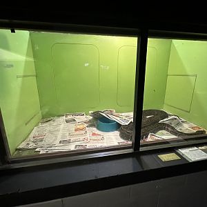 Nov. 2025 - Exhibit Hall - Rock Python Enclosure