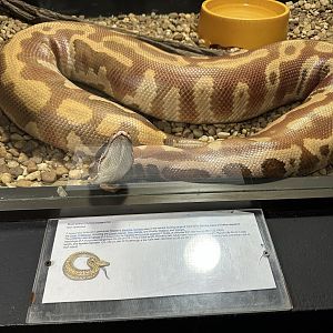 Nov. 2025 - Exhibit Hall - Blood Python with Sign
