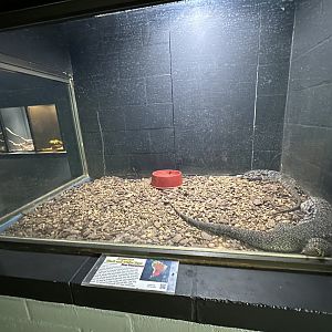 Nov. 2025 - Exhibit Hall - Tegu Enclosure