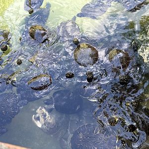 Nov. 2025 - Turtles Aplenty!