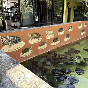 Nov. 2025 - Turtle Pond - Species Signage