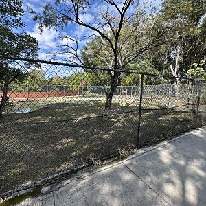 Nov. 2025 - American Alligator Enclosure