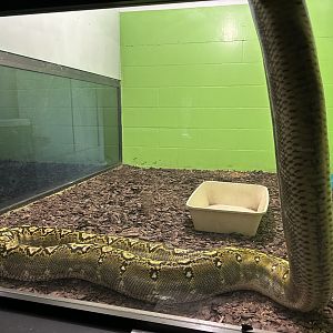Nov. 2025 - Exhibit Hall - Climbing Reticulated Python