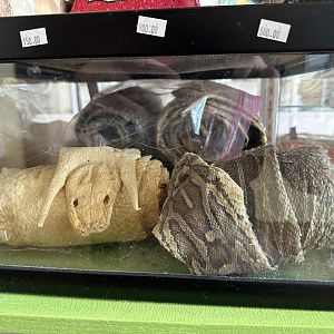Nov. 2025 - Snake Skins for Sale!