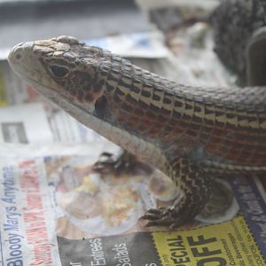 Sudan Plated Lizard (Broadleysaurus major)