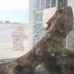 Central Bearded Dragon (Pogona vitticeps)