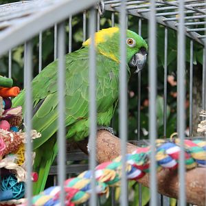 Yellow-Naped Amazon (Amazona auropalliata)