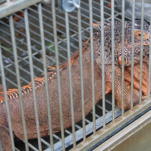 Green Iguana (Iguana iguana)