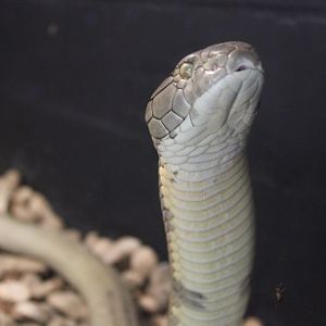 King Cobra (Ophiophagus sp.)