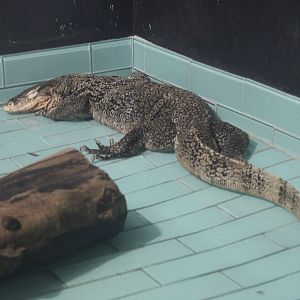 Asian Water Monitor (Varanus salvator)