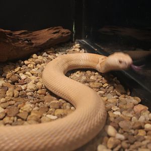 {Albino} Monocled Cobra (Naja kaouthia)