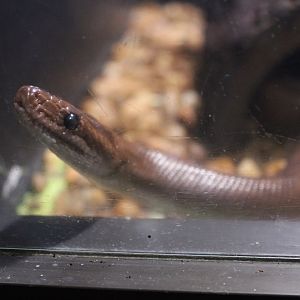 Brown Rainbow Boa (E. maurus ssp.)