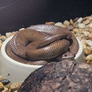 Brown Rainbow Boa (E. maurus ssp.)