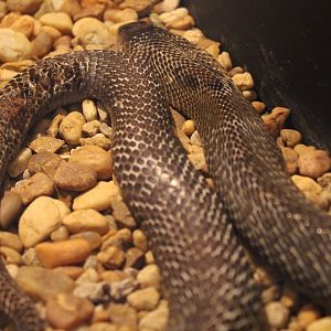 Spectacled Cobra (Naja naja)