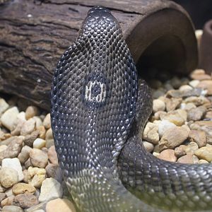 Monocled Cobra (Naja kaouthia)