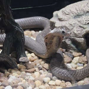Chinese Cobra (Naja atra)
