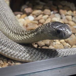 “Suphan” Cobra (Naja kaouthia)