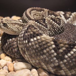 Neotropical Rattlesnake (Crotalus durissus)