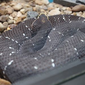 Common Cantil (Agkistrodon bilineatus)