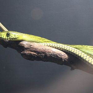 Western Green Mamba (Dendroaspis viridis)