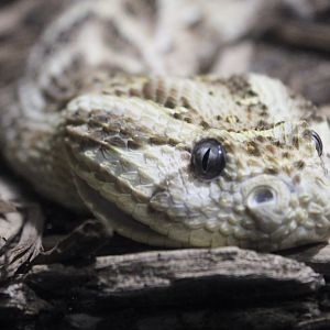Puff Adder Portrait (Bitis arietans ssp.)