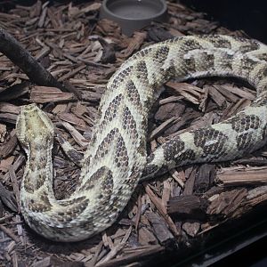 Puff Adder (Bitis arietans ssp.)