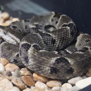 Brazilian Lancehead (Bothrops moojeni)