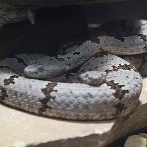 Banded Rock Rattlesnakes (C. l. klauberi)