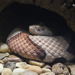 Eastern Copperhead (Agkistrodon contortrix)