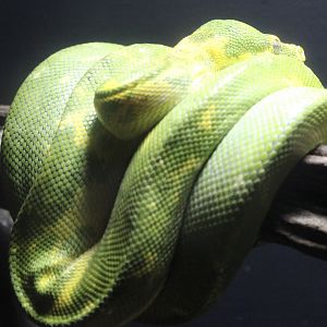 Green Tree Python (M. viridis ssp.)