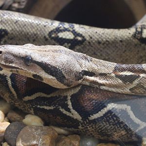 Red-Tailed Boa (B. c. constrictor)