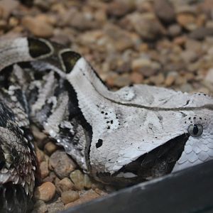 Gaboon Viper (Bitis gabonica)