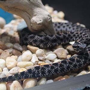 Dusky Pygmy Rattlesnake (S. m. barbouri)