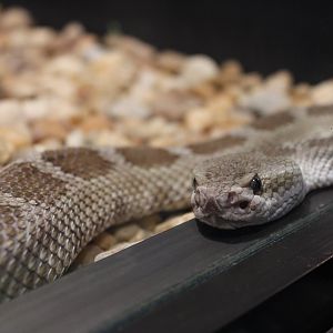 Prairie Rattlesnake (Crotalus viridis ssp.)
