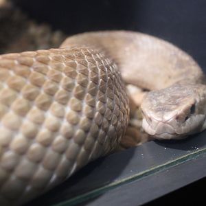 {Leucistic?} Cottonmouth (Agkistrodon piscivorus)
