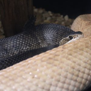 Cottonmouths (Agkistrodon piscivorus)