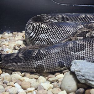Malagasy Ground Boa (Acrantophis madagascarensis)